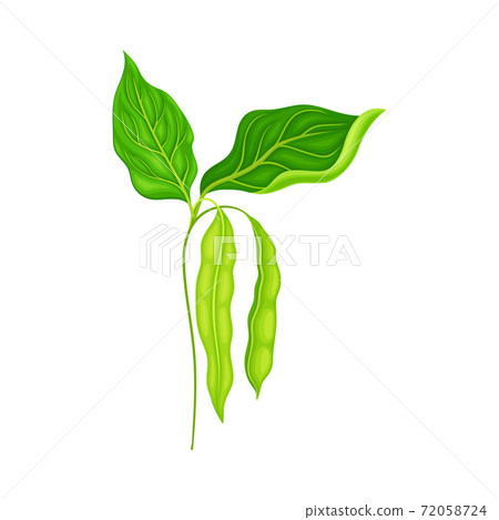 Green Stalk of Flowering Bean Plant with Hanging Pod as Vegetable Crop Vector Illustration Green Stalk of Flowering Bean Plant with Hanging Pod as Vegetable Crop Vector Illustration 72058724