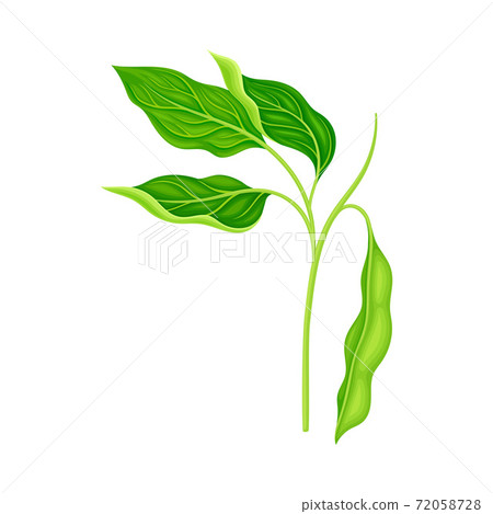 Green Stalk of Flowering Bean Plant with Hanging Pod as Vegetable Crop Vector Illustration Green Stalk of Flowering Bean Plant with Hanging Pod as Vegetable Crop Vector Illustration 72058728