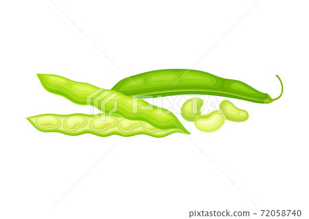 Green Open Pod with Kidney-shaped Beans or Seeds as Vegetable Crop Vector Illustration 72058740