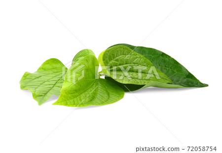 Green Piper betel leaf isolated on the white background. Thai herb, Thai food (Wildbetal Leafbush) (Piper sarmentosum Roxb) Green Piper betel leaf isolated on the white background. Thai herb, Thai food (Wildbetal Leafbush) (Piper sarmentosum Roxb) 72058754