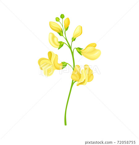 Green Stalks of Bean Plant with Blooming Flowers Vector Illustration Green Stalks of Bean Plant with Blooming Flowers Vector Illustration 72058755