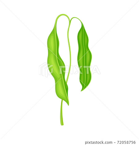 Green Stalk of Flowering Bean Plant with Hanging Pod as Vegetable Crop Vector Illustration 72058756