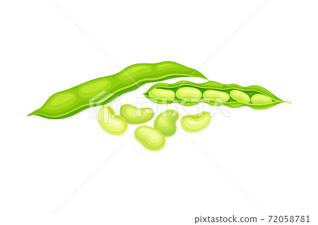Green Open Pod with Kidney-shaped Beans or Seeds as Vegetable Crop Vector Illustration 72058781