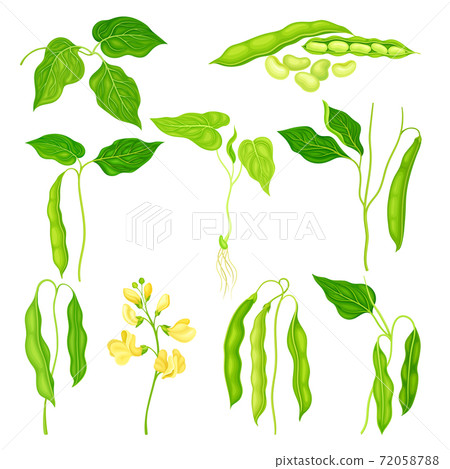 Flowering Bean Plant with Pod and Seeds as Vegetable Crop Vector Set Flowering Bean Plant with Pod and Seeds as Vegetable Crop Vector Set 72058788