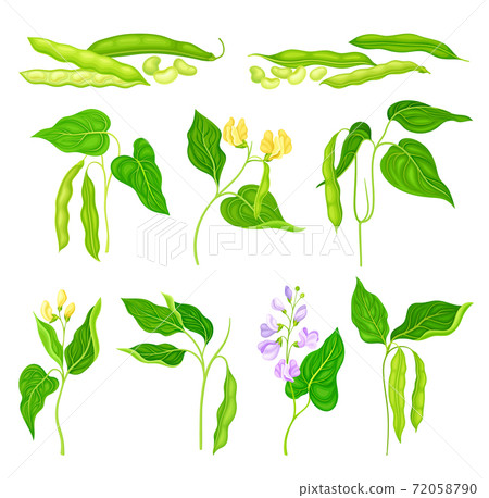 Flowering Bean Plant with Pod and Seeds as Vegetable Crop Vector Set Flowering Bean Plant with Pod and Seeds as Vegetable Crop Vector Set 72058790