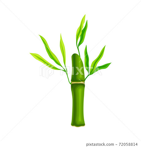 Bamboo Stick with Hollow Stem and Green Foliage Vector Illustration Bamboo Stick with Hollow Stem and Green Foliage Vector Illustration 72058814