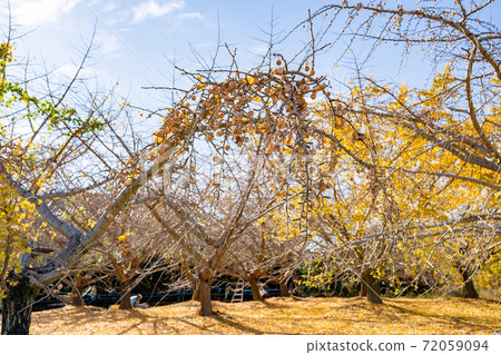 Sobue-cho, Aichi Prefecture, a person who works with a ginnan tree that has grown Sobue-cho, Aichi Prefecture, a person who works with a ginnan tree that has grown 72059094