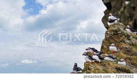 Puffins on top of the rock near the ocean 72059382
