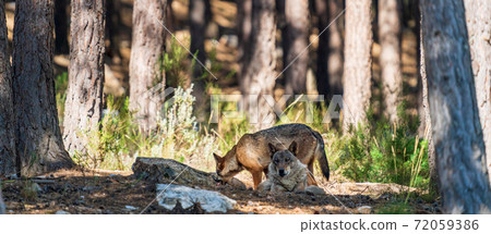 Wolfs laid down in the pine tree forest Wolfs laid down in the pine tree forest 72059386