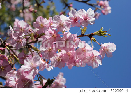 Kawazu Sakura *** KAWADU-SAKURA *** Kawazu Sakura *** KAWADU-SAKURA *** 72059644