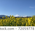  富士山和油菜花 72059778