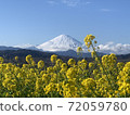  富士山和油菜花 72059780