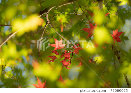 秋葉以綠色 秋葉以綠色 72060025