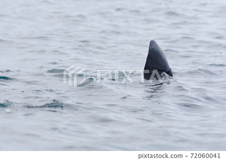 3 - Basking shark dorsal fin swims away, poking above the sea water 72060041