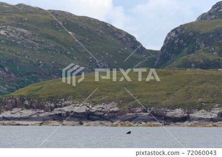 Rugged Isle of Raasay landscape behind emerging basking shark fins. Rugged Isle of Raasay landscape behind emerging basking shark fins. 72060043