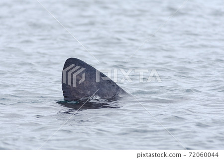 1 - Left to right basking shark dorsal fin, emerging from the sea 1 - Left to right basking shark dorsal fin, emerging from the sea 72060044