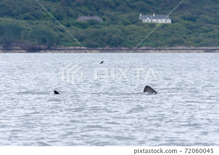 Two basking sharks cross paths small island homes in the background. Two basking sharks cross paths small island homes in the background. 72060045