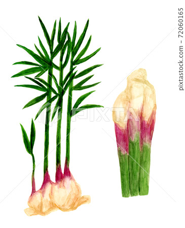 Watercolor illustration of leaf ginger 72060165