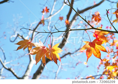 冬季圖片Momiji 72060209