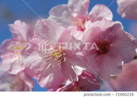 Kawazu Sakura *** KAWADU-SAKURA *** 72060226