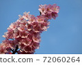 河津櫻花 72060264