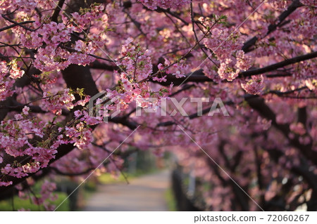 河津櫻花 72060267