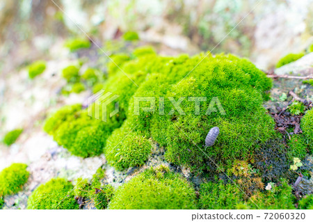 竹林長滿苔蘚的岩石和丹橡膠 72060320