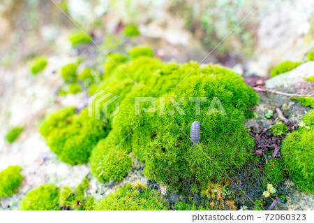 竹林長滿苔蘚的岩石和丹橡膠 竹林長滿苔蘚的岩石和丹橡膠 72060323