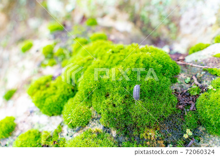 竹林長滿苔蘚的岩石和丹橡膠 竹林長滿苔蘚的岩石和丹橡膠 72060324