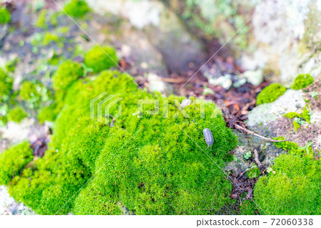 竹林長滿苔蘚的岩石和丹橡膠 72060338