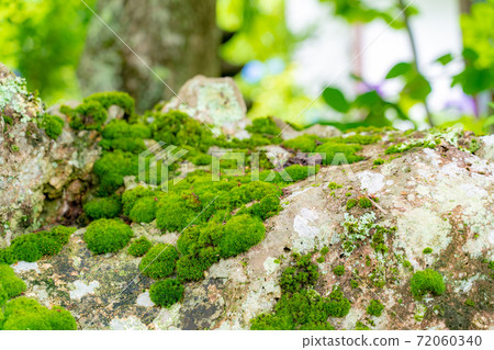 竹林長滿苔蘚的岩石和丹橡膠 竹林長滿苔蘚的岩石和丹橡膠 72060340
