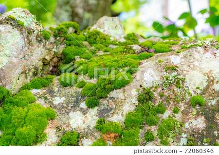 竹林長滿苔蘚的岩石和丹橡膠 竹林長滿苔蘚的岩石和丹橡膠 72060346