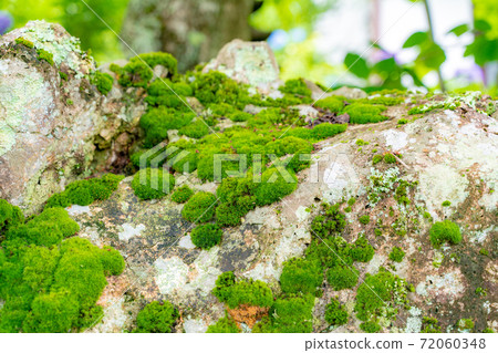 竹林長滿苔蘚的岩石和丹橡膠 72060348