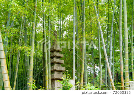 竹林長滿苔蘚的岩石和丹橡膠 72060355