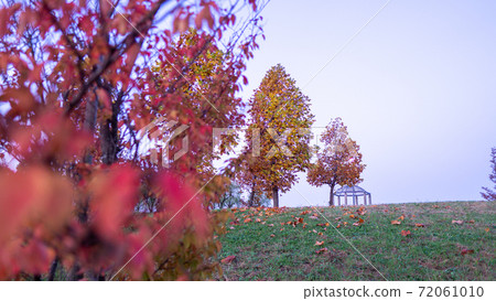 Lawn and rows of autumn leaves 72061010
