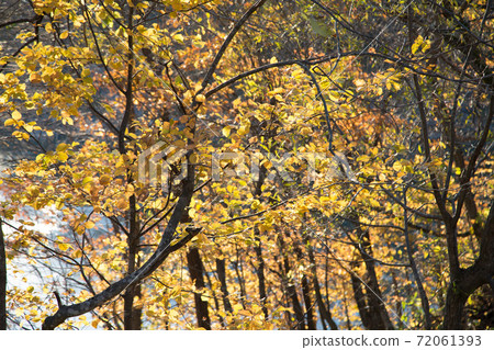 Autumn leaves of Hokkaido Autumn leaves of Hokkaido 72061393