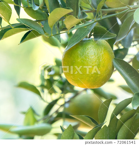 Tangerines Orchard Tangerine Tree Nature Tangerine tree orange garden Tangerine みかん Tangerines Orchard Tangerine Tree Nature Tangerine tree orange garden Tangerine みかん 72061541
