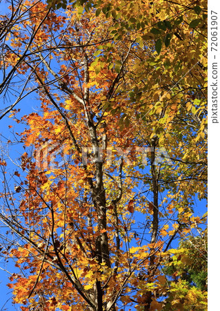 The yellow leaves of Itai yaded maple 72061907