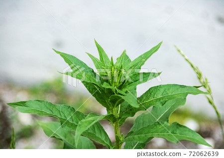 Green grass closeup on the background of the summer field 72062639