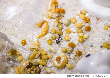 Ants messor structor in a formicaria closeup Ants messor structor in a formicaria closeup 72062775