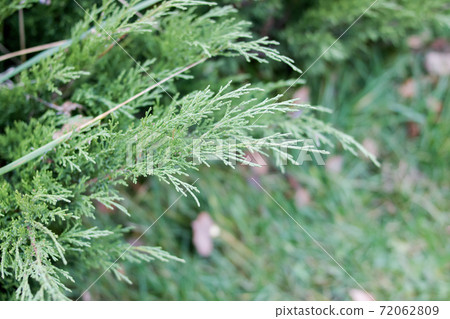Branches of evergreen bush on background of green grass Branches of evergreen bush on background of green grass 72062809
