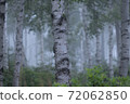 白樺林和霧 72062850