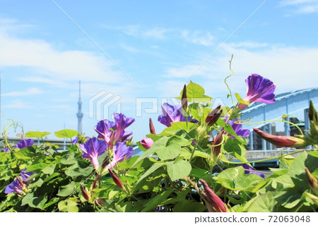 Purple morning glory blooming along the Sumida River 72063048