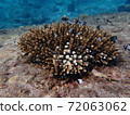 Fish swimming in sea water with corals, nature photography 72063062