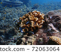 Fish swimming in sea water with corals, nature photography 72063064