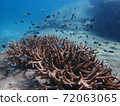 Fish swimming in sea water with corals, nature photography 72063065