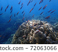 Fish swimming in sea water with corals, nature photography 72063066
