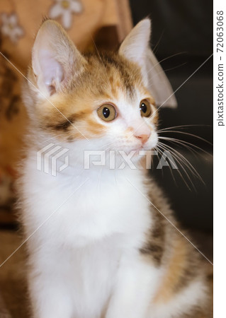 Calico girl Calico girl 72063068