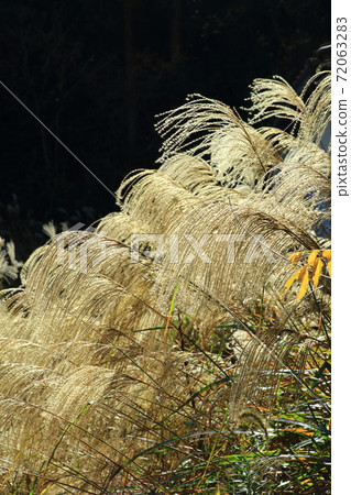 搖死尾花 搖死尾花 72063283