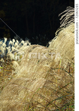 Withered flower Withered flower 72063285